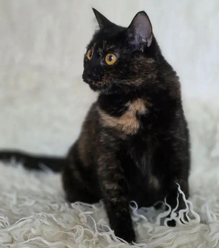 Красотка Холли. Кошка. кастрирована.