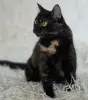 Красотка Холли. Кошка. кастрирована.