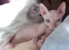 Канадский сфинкс котята РАЗНОГЛАЗЫЕ