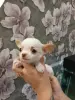 Щенки