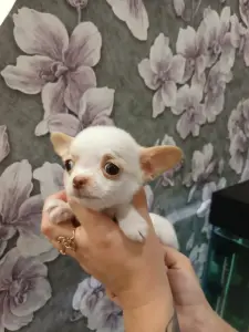 Щенки