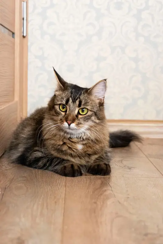 Кошка Капа, молодая, кастрирована.