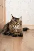 Кошка Капа, молодая, кастрирована.