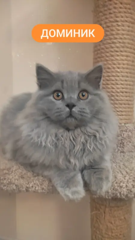Элитный британский котенок