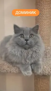 Элитный британский котенок