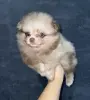 Померанский шпиц, уникальный окрас мерле!