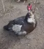 индоутки мускусные утки селезни