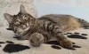 Шанхай- яркий и добрый кот, кастрирован