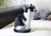 Котенок в дар