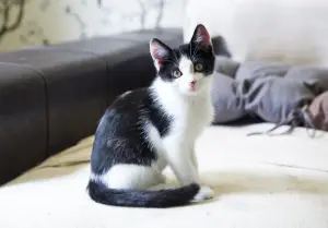 Котенок в дар