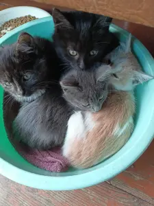 Отдам