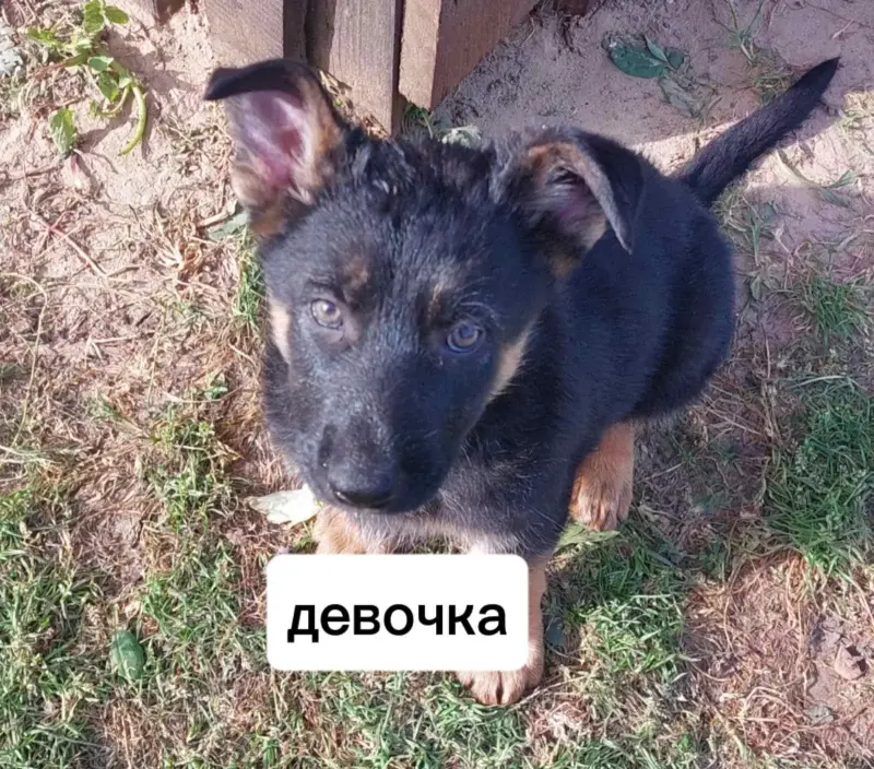 Щенки немецкой овчарки
