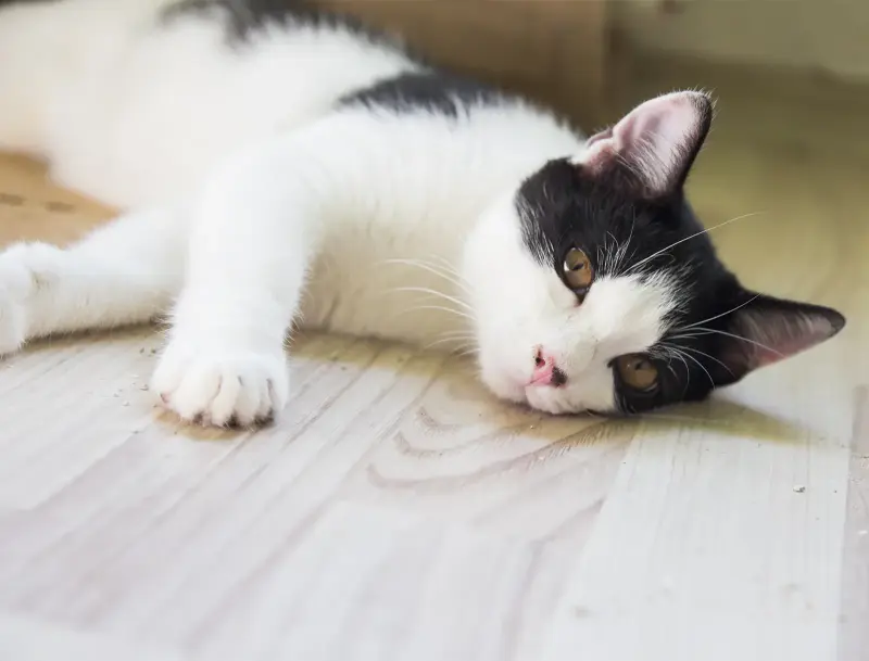 Котенок в дар
