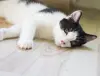 Котенок в дар