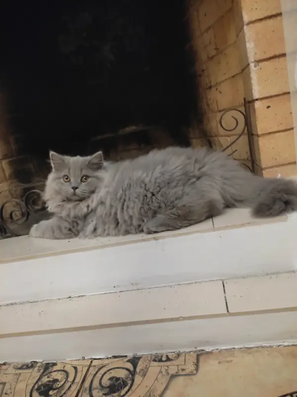 Элитный британский котенок