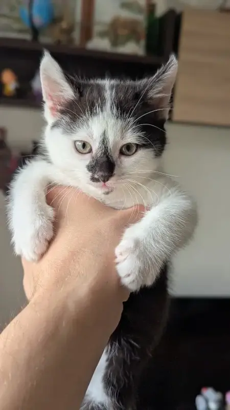 Котёнок