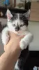 Котёнок