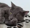 Кот Тео