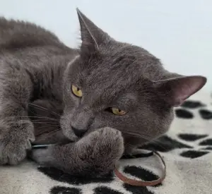 Кот Тео