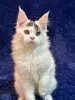 Мейн-Кун котенок