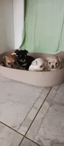 Чихуахуа