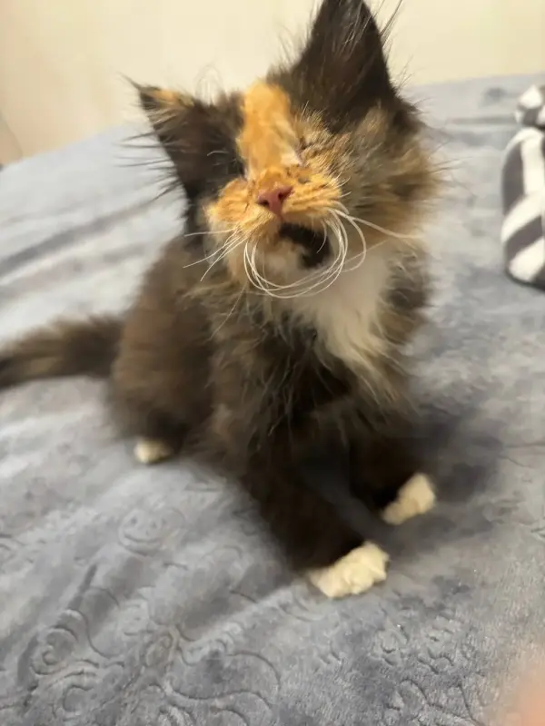 Котенок бесценно но бесплатно