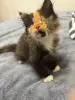 Котенок бесценно но бесплатно