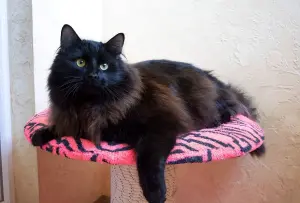 Шикарный Теодор. Кот.