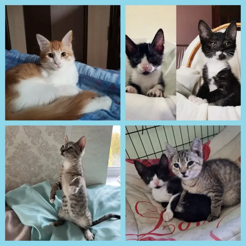 Котята в дар