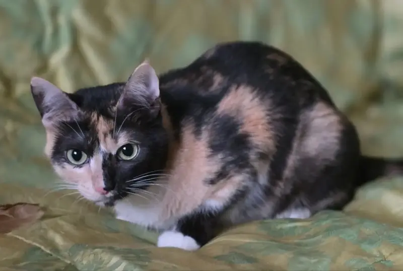Котенок Кошка Озорная Кэтти