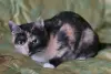 Котенок Кошка Озорная Кэтти