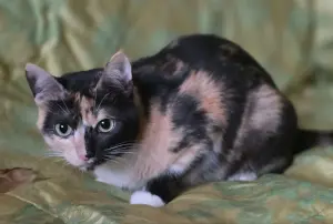 Котенок Кошка Озорная Кэтти