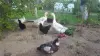 индоутки мускусные утки селезни