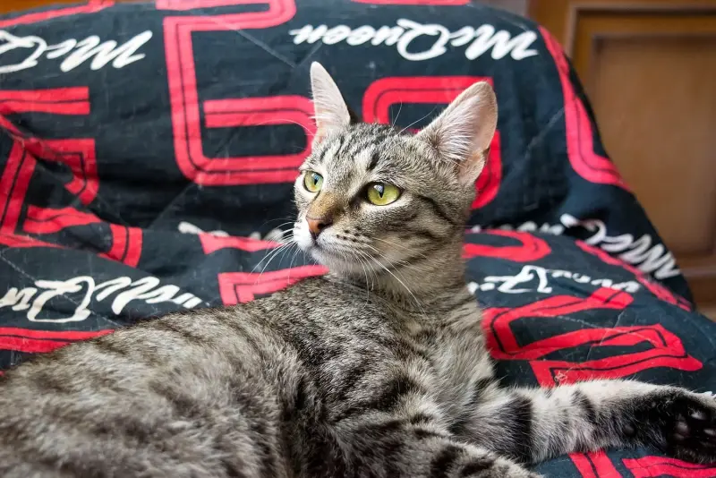 Котенок Тоффи, 7 мес., кастрирована.