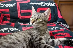 Котенок Тоффи, 7 мес., кастрирована.