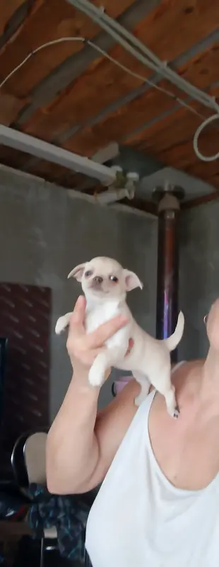 Чихуахуа