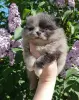 Чудо щеночки Уникальные Шпицы, Мерле комочки!