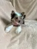 Щенки китайская хохлатая собака