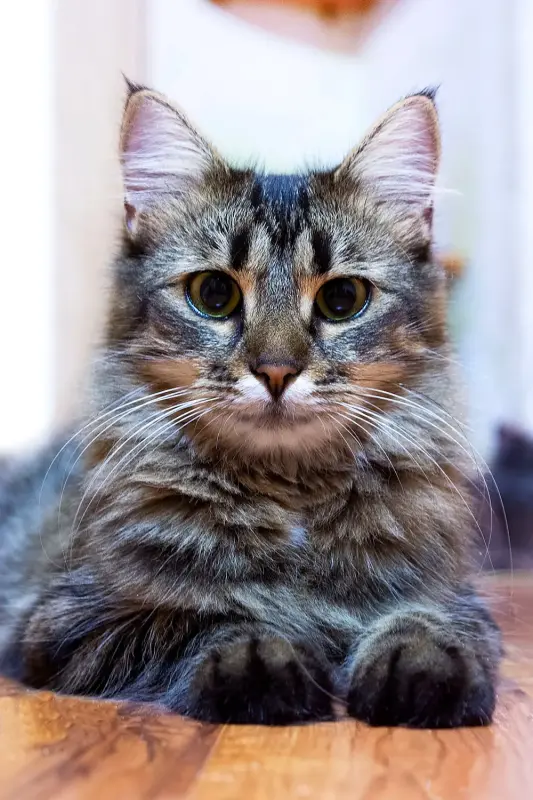 Кошка Капа, молодая, кастрирована.