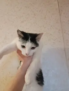 Домашние животные