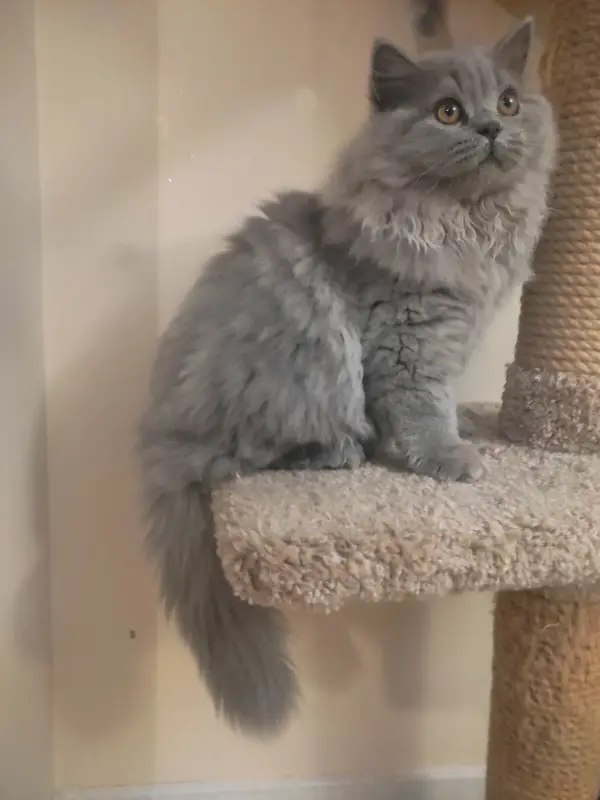 Элитный британский котенок