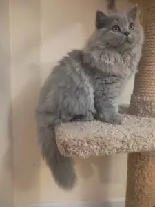 Элитный британский котенок