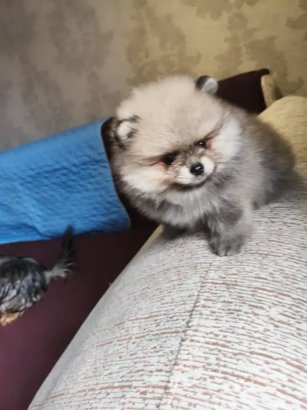 Щенки померанского шпица