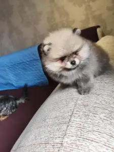 Щенки померанского шпица