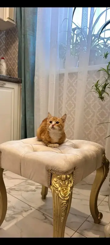 В дар прекрасный ласковый котёнок-мальчик Златик