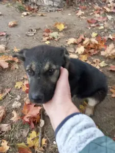 Отдам собачку