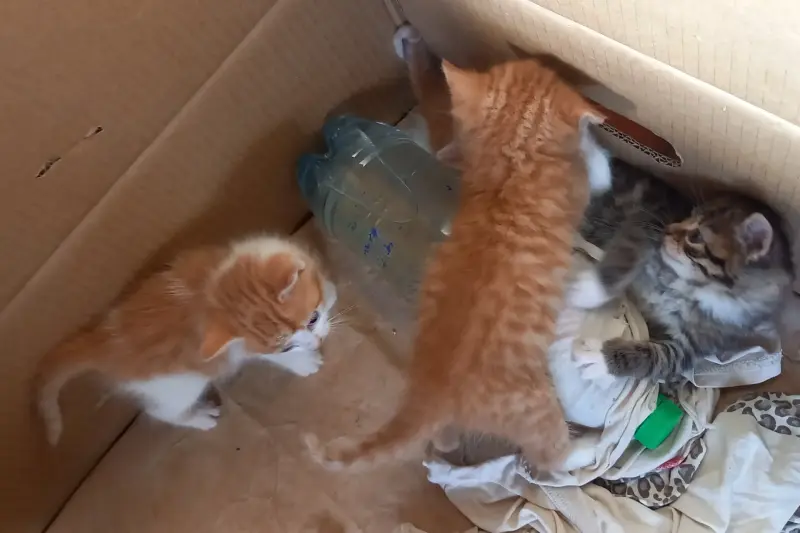 Срочно! Чудо-котята 1,5 месяца - в добрые руки.