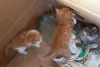 Срочно! Чудо-котята 1,5 месяца - в добрые руки.