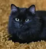 Роскошный кот подросток Барни, кастрирован.
