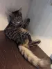 котенок
